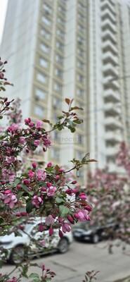 , 1-комн., Москва